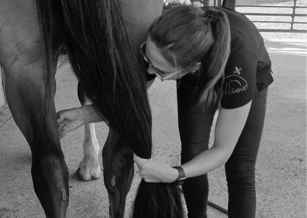 Acupunctuur paard
