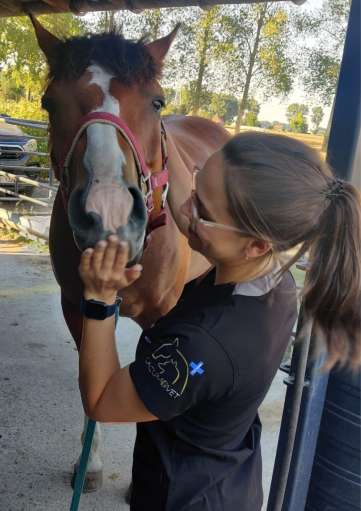 Laura Naudts acupunctuur behandeling paard