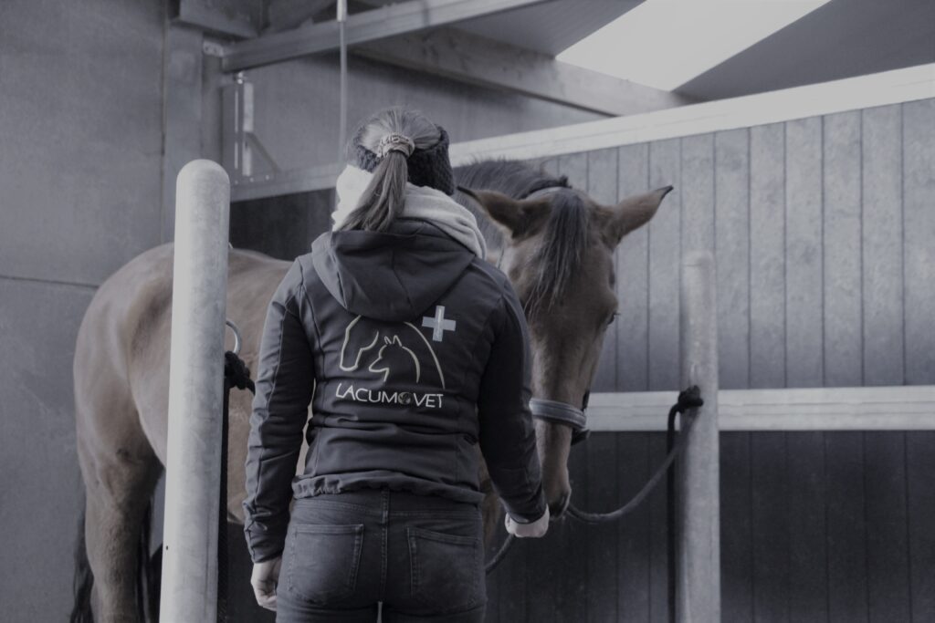 Acupunctuur voor paarden