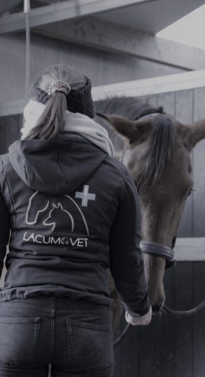 Acupunctuur voor paarden